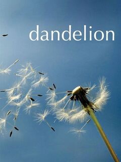 Dandelion
