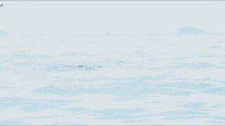 Elke Salverda Nude in water in Amphibious