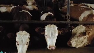 Catherine Freiburghaus showing her Bare Ass to cows in Sauve qui peut, la vie