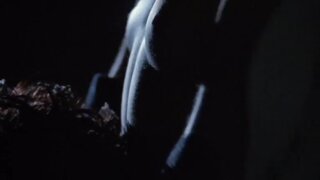 Robin Wright Penn Nude in State of Grace