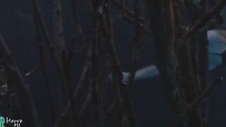 Sarah Lafleur in Underwear underwater from Lake Placid 2