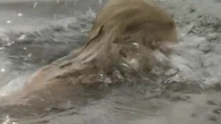 Lara Joy Koerner Nude in Vera Die Frau des Sizilianers
