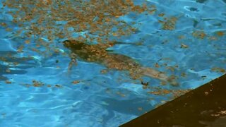 Ludivine Sagnier Nude in Swimming Pool
