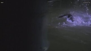 Janie Squire Nude skinny dipping in Piranha 1978